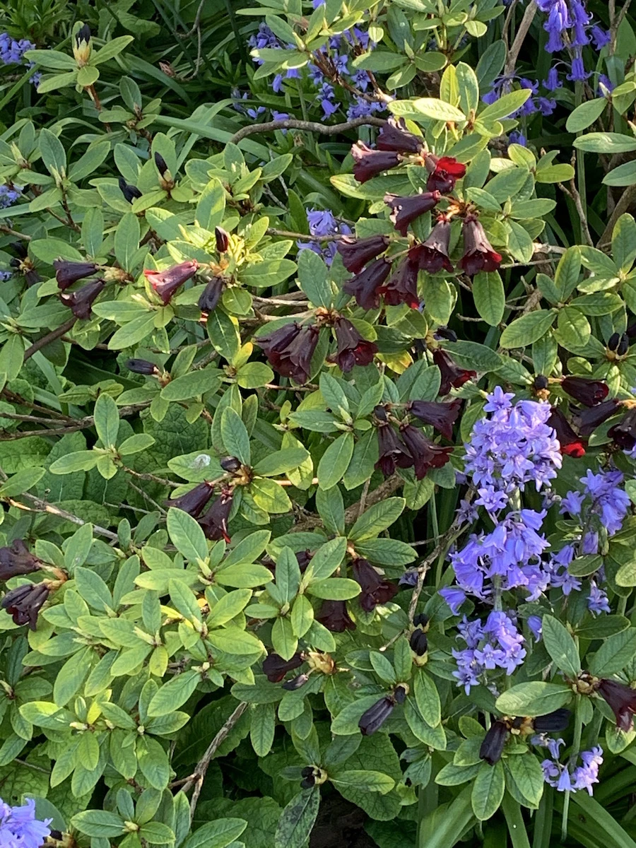 R. sanguineum var. didymum